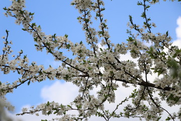 apple tree blossom