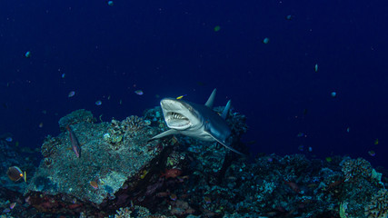 Riffhaie an Putzerstation Molokini Krater © Heiko der Urlauber