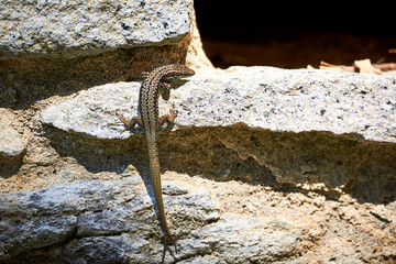 Common wall lizard ( Podarcis muralis ) climbing rock