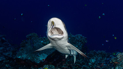 Hai an Putzerstation Molokini Krater Maui Hawaii © Heiko der Urlauber