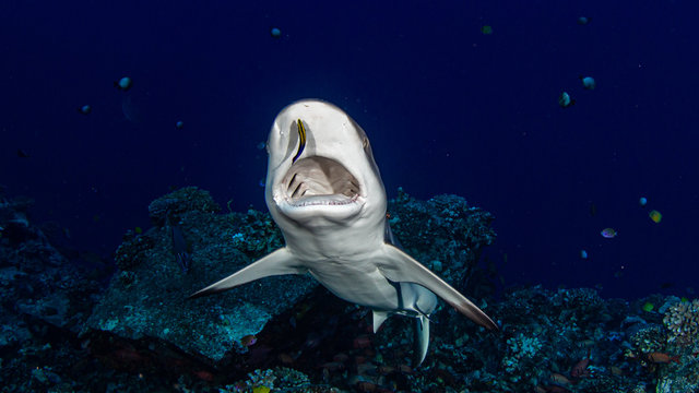Hai an Putzerstation Molokini Krater Maui Hawaii