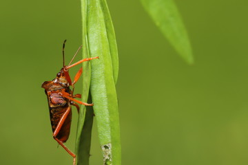 Pentatoma rufipes