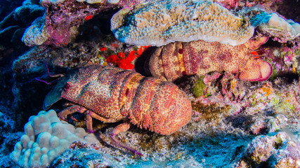 Bärenkrebs im Korallenriff