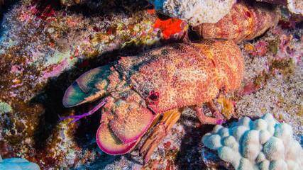 Bärenkrebs im Korallenriff