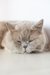 British Shorthair cat lying on white table