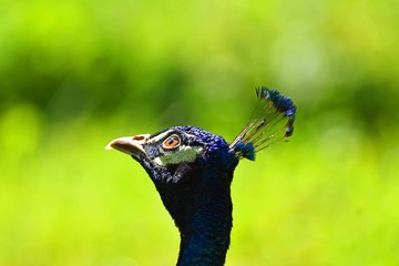 Naklejka premium Male peacock looking in the sky