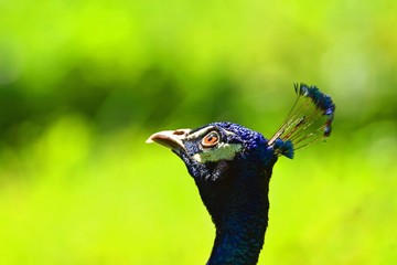 Naklejka premium Male peacock looking in the sky