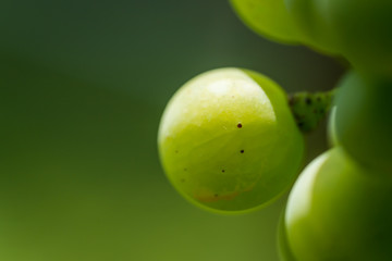 Close-up of white grapes