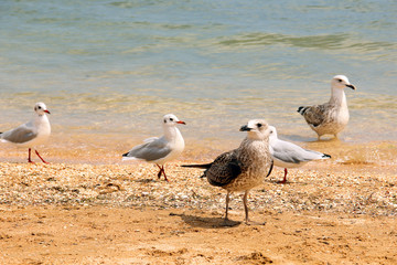 Larus argentatus. Silver gull on the seashore. Gull