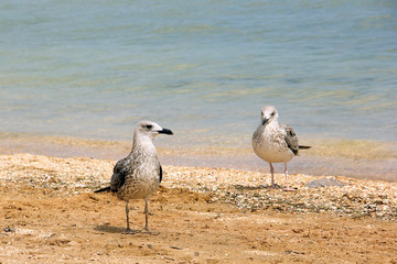 Larus argentatus. Silver gull on the seashore. Gull