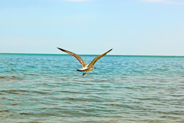 Larus argentatus. A silver gull flies over the sea. Bird in the sky