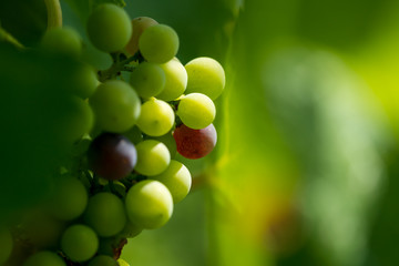 Bunch of ripe grapes in autumn