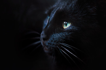 Close up portrait of a beautiful black cat with green eyes