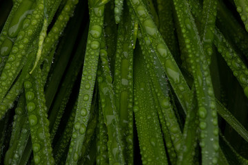 green leaf with drops of water