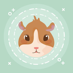head of guinea pig baby animal