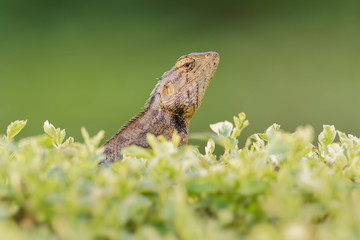Oriental Garden Lizard - Calotes versicolor or eastern garden lizard, bloodsucker or changeable lizard is an agamid lizard found widely distributed in indo-Malaya