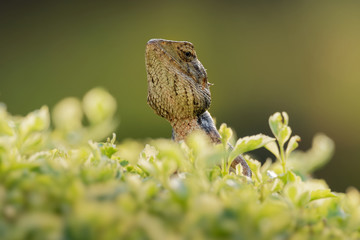 Oriental Garden Lizard - Calotes versicolor or eastern garden lizard, bloodsucker or changeable...