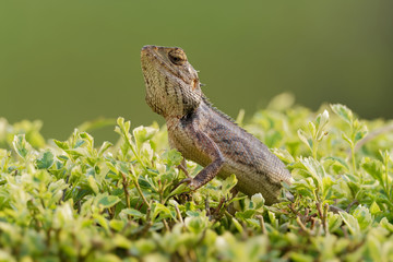 Oriental Garden Lizard - Calotes versicolor or eastern garden lizard, bloodsucker or changeable lizard is an agamid lizard found widely distributed in indo-Malaya