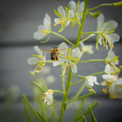 Bee flying towards flower