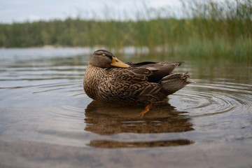 Resting duck