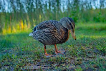 Lonely duck