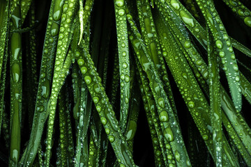 Fototapeta premium dew on grass grass,close-up nature photograph