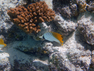 Naklejka na ściany i meble Underwater view of a saddle butterflyfish in Bora Bora