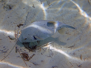 Underwater view of a Spotted Boxfish (Ostracion meleagris) in the Bora Bora lagoon, French Polynesia