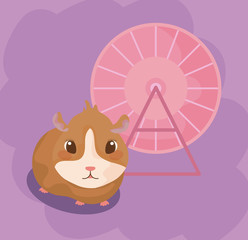 guinea pig baby animal with toy roulette