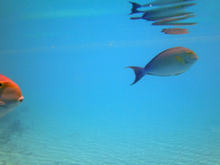 Underwater view of a Surgeonfish (Acanthurus xanthopterus)  in the Bora Bora lagoon, French Polynesia