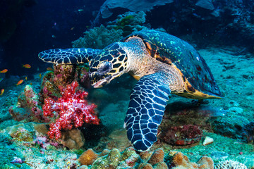 Obraz na płótnie Canvas Hawksbill Sea Turtle feeding on soft corals on a tropical coral reef