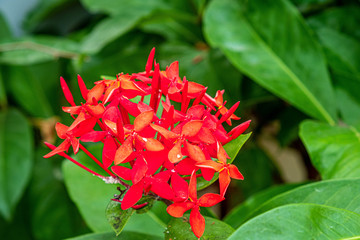南国宮崎青島の植物園を彩る南の国の草花13