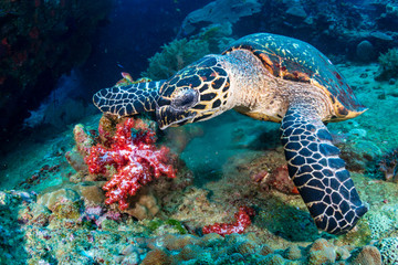 Obraz premium Hawksbill Sea Turtle feeding on soft corals on a tropical coral reef