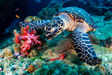 Hawksbill Sea Turtle feeding on soft corals on a tropical coral reef