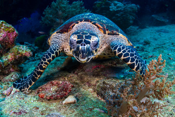 Fototapeta premium Hawksbill Sea Turtle feeding on soft corals on a tropical coral reef