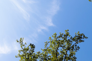 green tree and blue sky on a summer day, view  from below into the sky