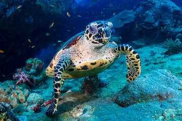 Hawksbill Sea Turtle feeding on soft corals on a tropical coral reef