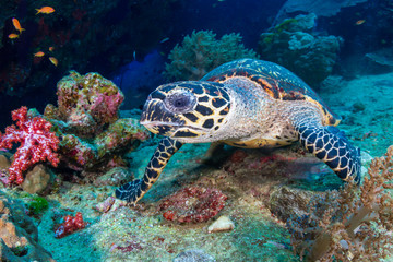 Fototapeta na wymiar Hawksbill Sea Turtle feeding on soft corals on a tropical coral reef