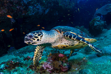 Hawksbill Sea Turtle feeding on soft corals on a tropical coral reef