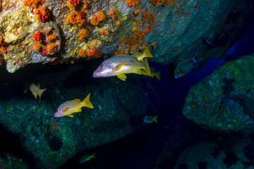 Underwater tunnels and holes on a coral reef in Thailand