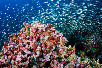 Scorpionfish hiding on a colorful coral reef