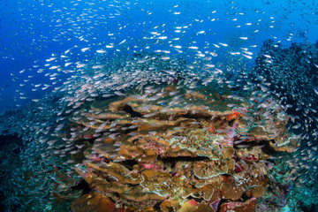 Tropical fish swimming around a healthy, colorful coral reef