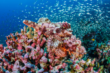Scorpionfish hiding on a colorful coral reef