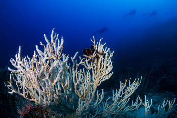 SCUBA divers on a colorful tropical coral reef