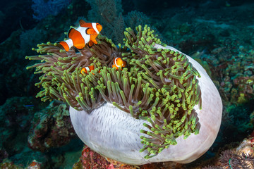 A family of cute Clownfish in their home anemone on a tropical coral reef in the Andaman Sea