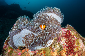 A family of cute Clownfish in their home anemone on a tropical coral reef in the Andaman Sea