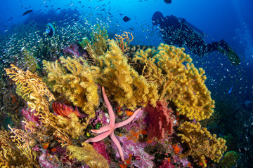 Fototapeta na wymiar SCUBA divers on a colorful tropical coral reef