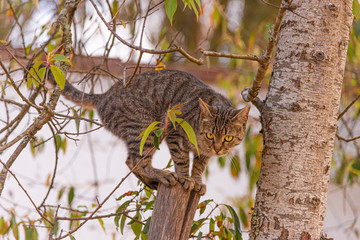 il gatto