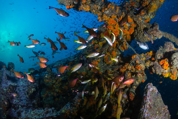 Schools of colorful tropical fish around an old underwater shipwreck in a tropical ocean
