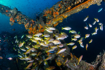 Fototapeta na wymiar Schools of colorful tropical fish around an old underwater shipwreck in a tropical ocean